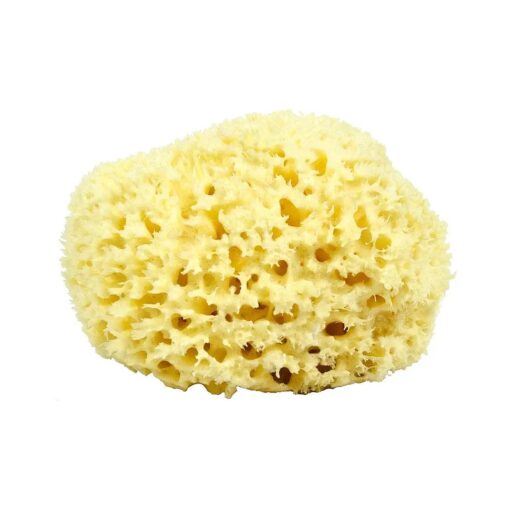 Sea Wool Sponge - All Natural Honeycomb Renewable Sea Sponge, X -Large, Approx, 6 Inches