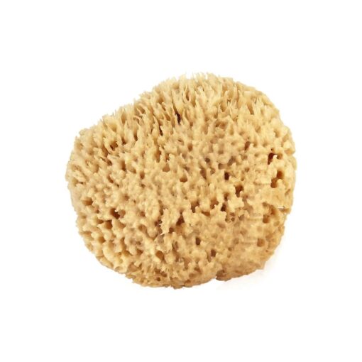 Sea Wool Sponge 6-7" ( X-Large ) by Bath & Shower Express ( r ) Natural Renewable Resource Esponja for Body, Genuine Exfoliating Skin Wash